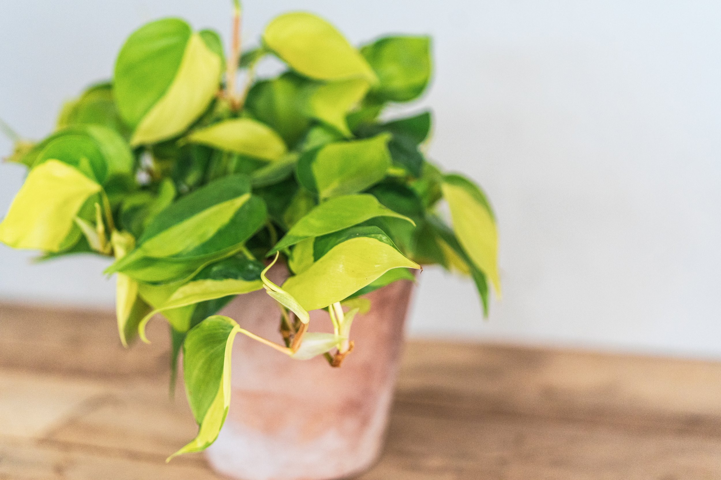 Hoya linearis — Wilson Plant Co